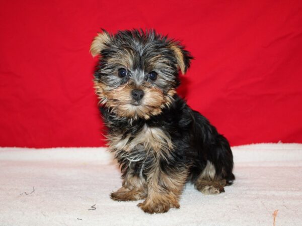 Yorkshire Terrier-DOG-Male-Black and Tan-9620-Petland Rome, Georgia