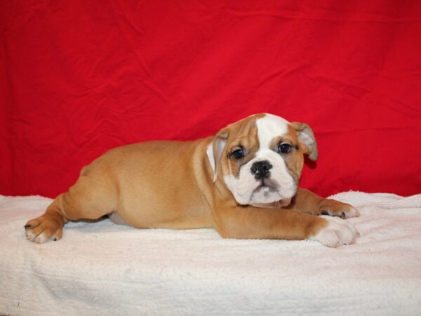 English Bulldog Dog Male Red and White 20707 Petland Rome, Georgia