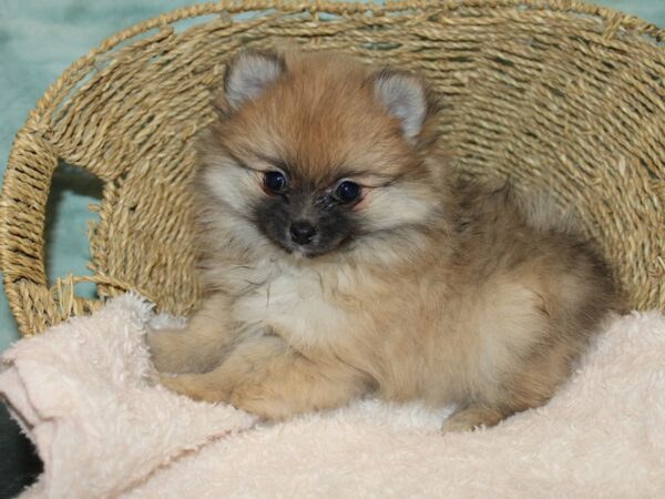 Pomeranian DOG Female 20728 Petland Rome, Georgia