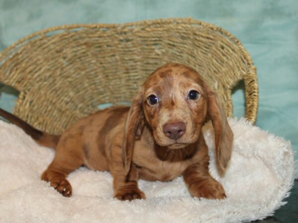 Miniature Dachshund Dog Male Chocolate and Tan Dapple 20726 Petland Rome, Georgia