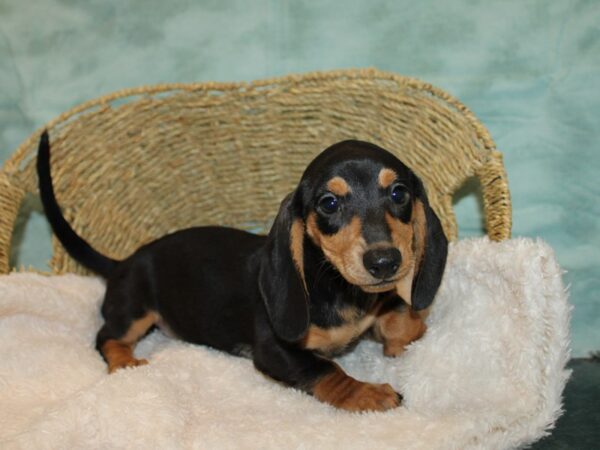 Miniature Dachshund DOG Female Black and Tan 20727 Petland Rome, Georgia