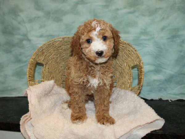 Cavapoo-DOG-Male--20729-Petland Rome, Georgia