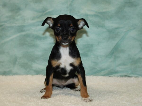 Chihuahua Dog Female Black / Tan 20735 Petland Rome, Georgia