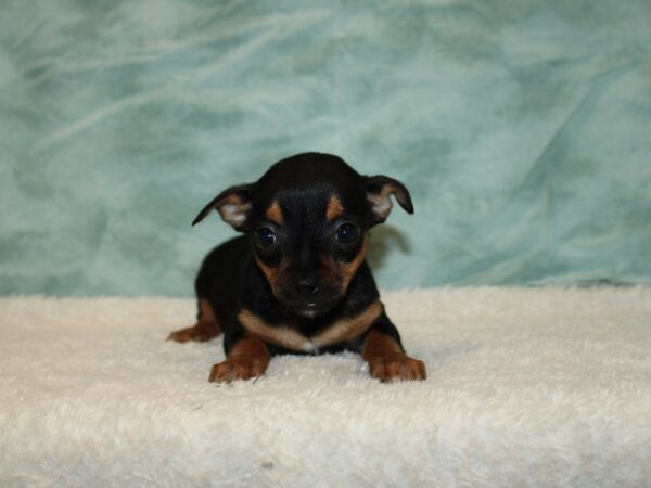 Chihuahua Dog Female Black / Tan 9635 Petland Rome, Georgia