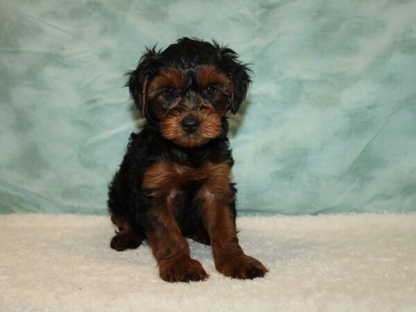 Yorkiepoo-DOG-Female-Black / Tan-9629-Petland Rome, Georgia