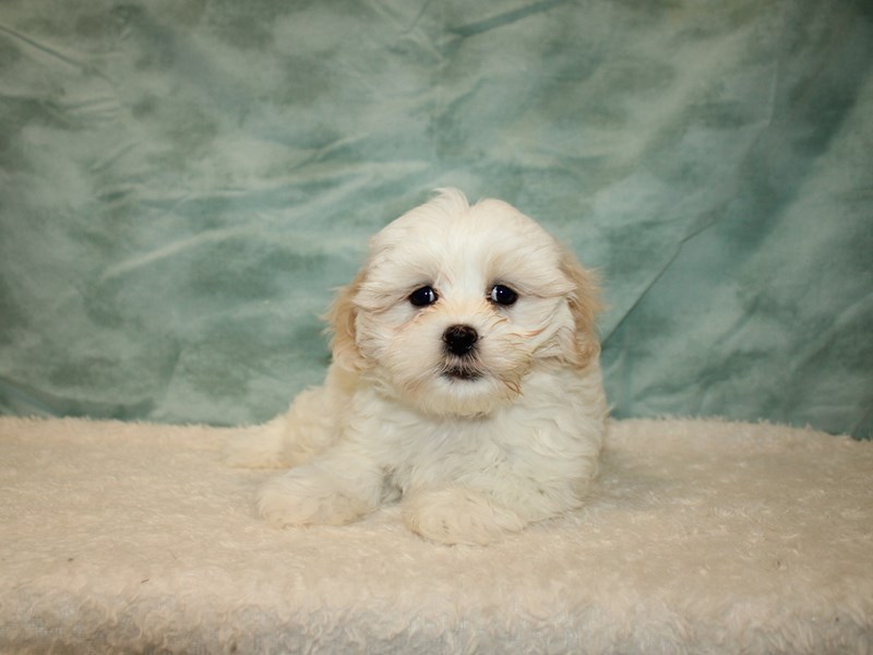 Marshmellow-Female-Cream / White-3949657-Petland Rome