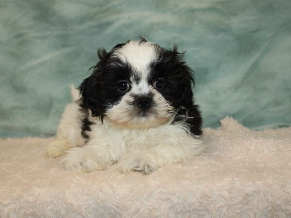 2nd Generation Teddy Bear DOG Male Black & white 20742 Petland Rome, Georgia