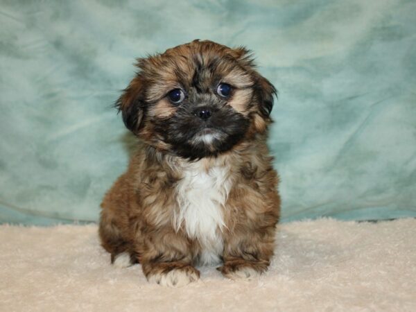 Shih Tzu DOG Female Gold 20738 Petland Rome, Georgia