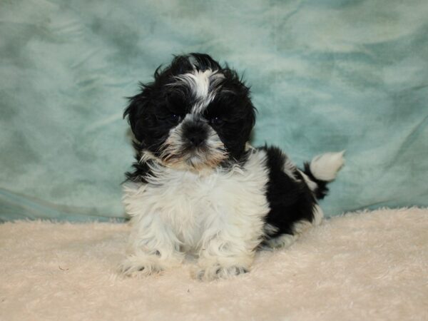 2nd Generation Teddy Bear-Dog-Male-Black & White-9633-Petland Rome, Georgia