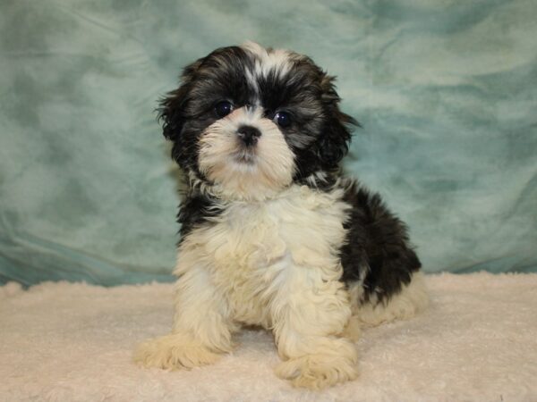 Shih Tzu-Dog-Female-Brindle & white-9632-Petland Rome, Georgia