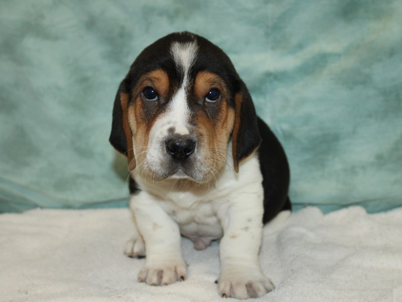 Walrus-Male-Tri-Colored-3949664-Petland Rome