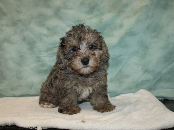 Yorkiepoo Dog Male Blue Merle 20745 Petland Rome, Georgia