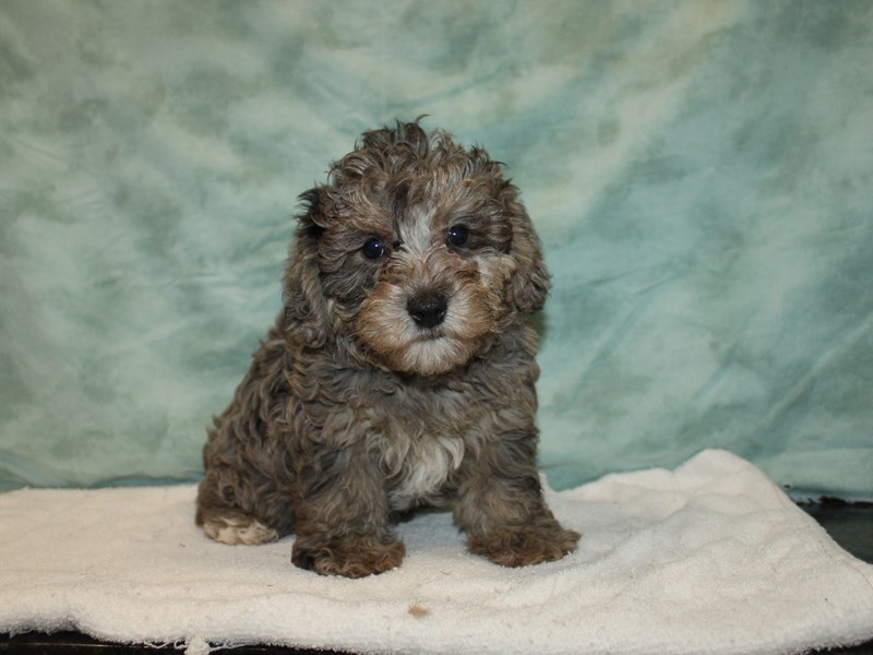 Yorkiepoo-Male-Blue Merle-3950013-Petland Rome
