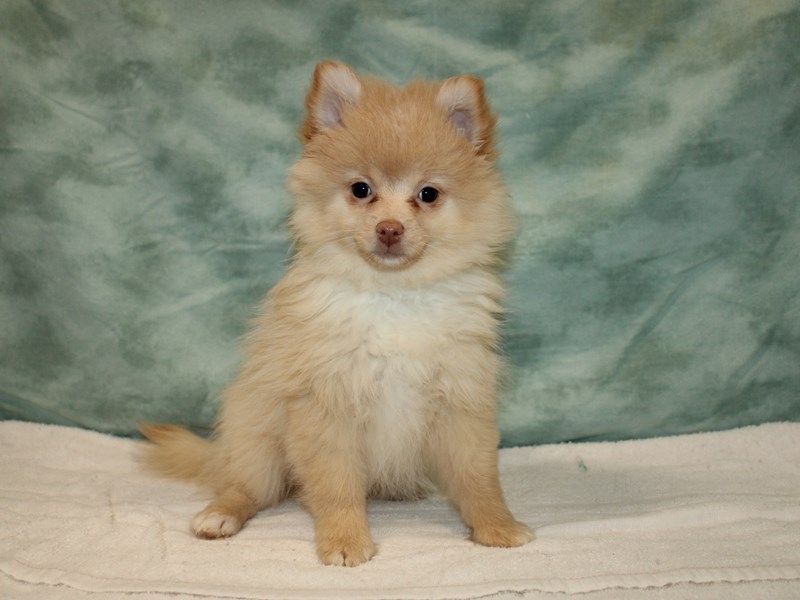 Pomeranian-Female-Cream-3947320-Petland Rome