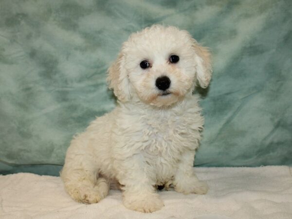 Bichon Frise DOG Male White 20730 Petland Rome, Georgia