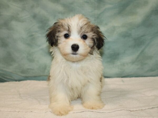 Havanese DOG Female Gold Sable 20731 Petland Rome, Georgia