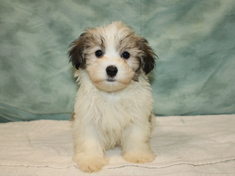 Havanese-Female-Gold Sable-3947092-Petland Rome
