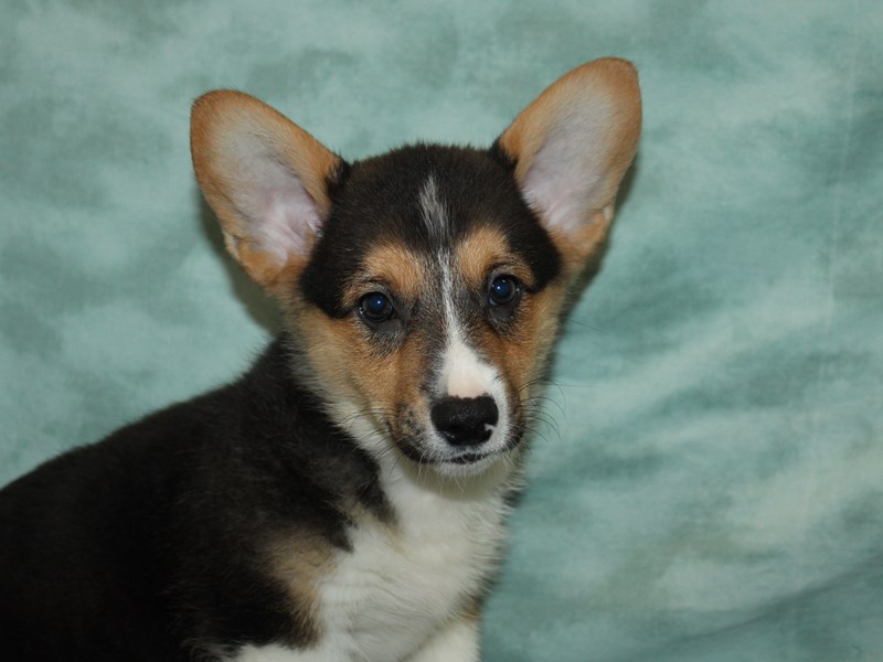 Pembroke Welsh Corgi-Male-Black and Tan-3947147-Petland Rome