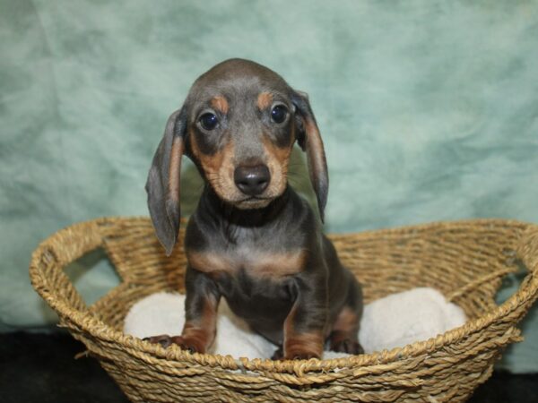 Dachshund DOG Male Blue & tan 9649 Petland Rome, Georgia