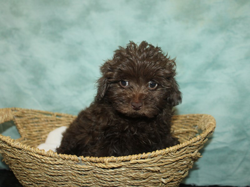 Miniature Aussiedoodle-Male-Chocolate-3959733-Petland Rome