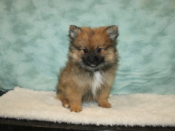 Pomeranian DOG Male Orange Sable 9642 Petland Rome, Georgia