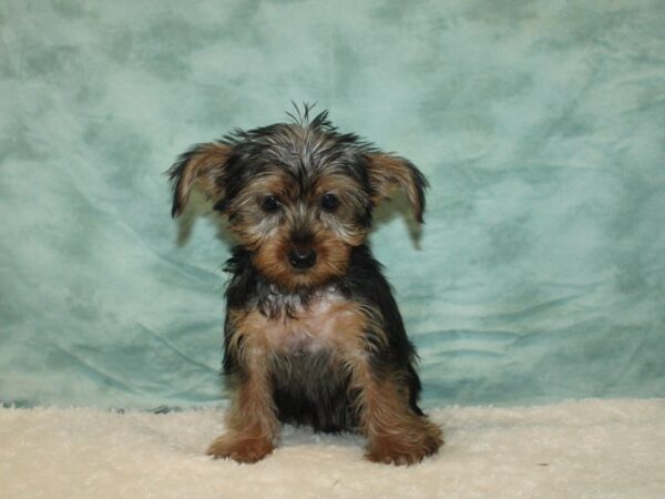 Yorkshire Terrier Dog Male Black and Tan 20750 Petland Rome, Georgia