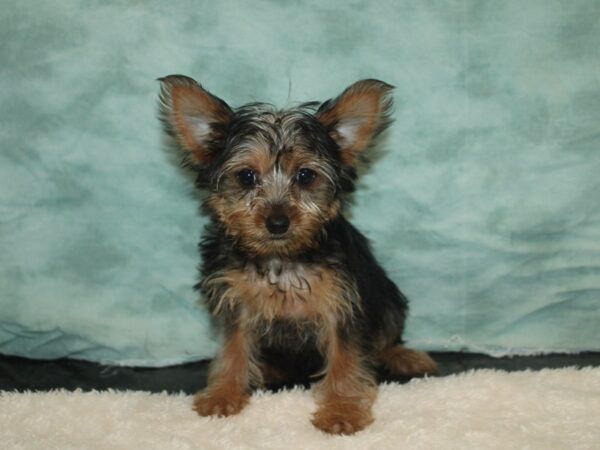 Yorkshire Terrier Dog Female Black and Tan 20751 Petland Rome, Georgia