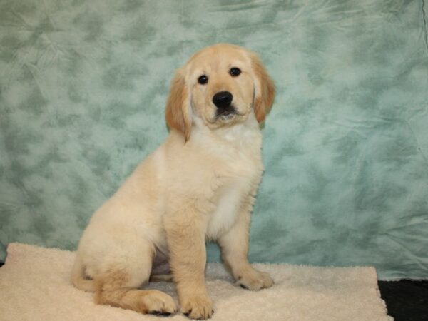 Golden Retriever DOG Male Golden 9641 Petland Rome, Georgia