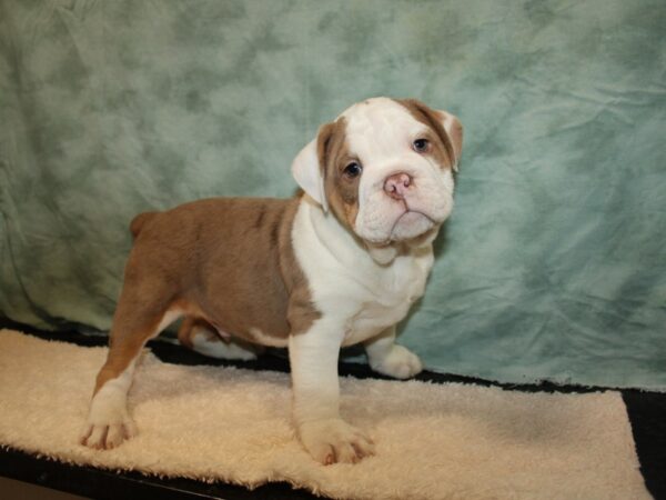 Beabull-Dog-Male-Fawn / White-20769-Petland Rome, Georgia