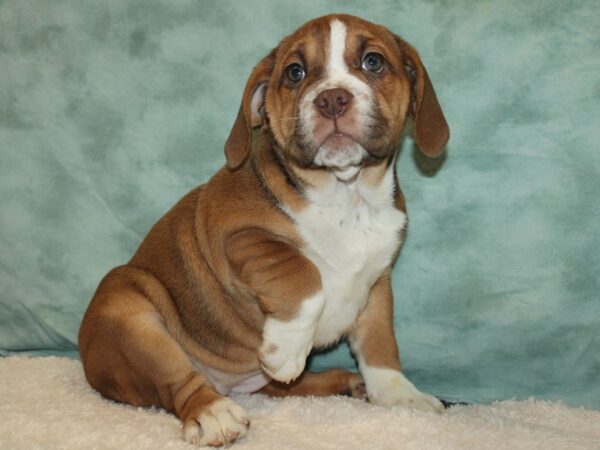 Beabull Dog Female Fawn / White 20768 Petland Rome, Georgia