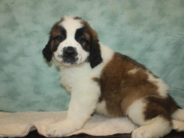 Saint Bernard DOG Female Sable / White 20763 Petland Rome, Georgia