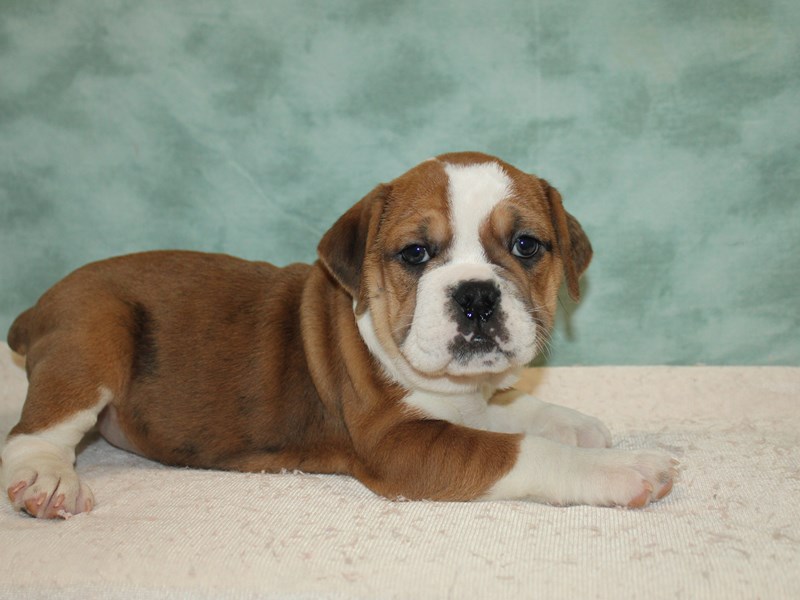 Beabull-Female-Fawn / White-3959796-Petland Rome