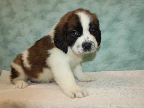 Saint Bernard Dog Female Sable / White 9647 Petland Rome, Georgia