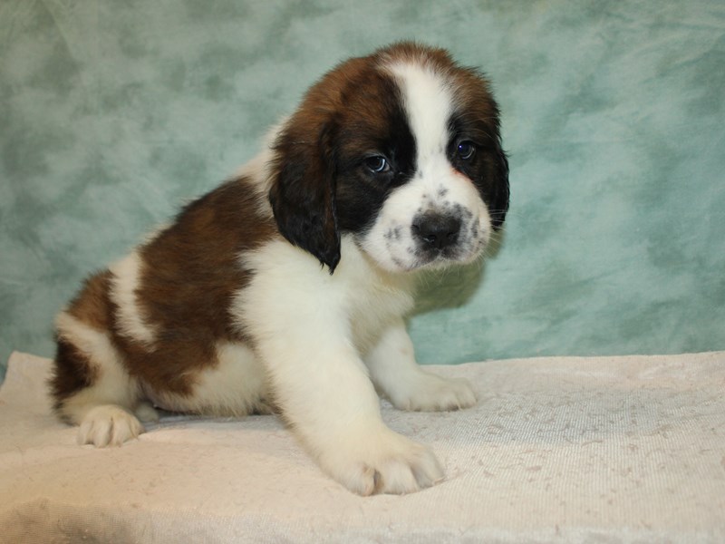 Saint Bernard-Female-Sable / White-3959732-Petland Rome
