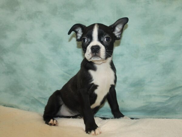 Boston Terrier Dog Male Black Brindle and White 9640 Petland Rome, Georgia