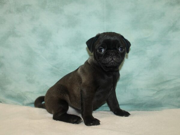 Pug DOG Male Black 20749 Petland Rome, Georgia