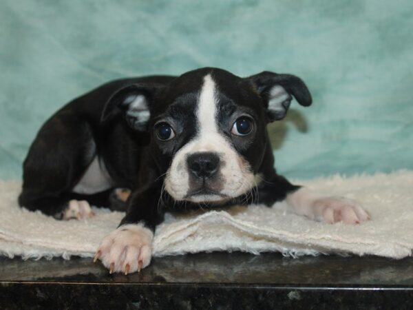 Boston Terrier Dog Female Black Brindle and White 20747 Petland Rome, Georgia