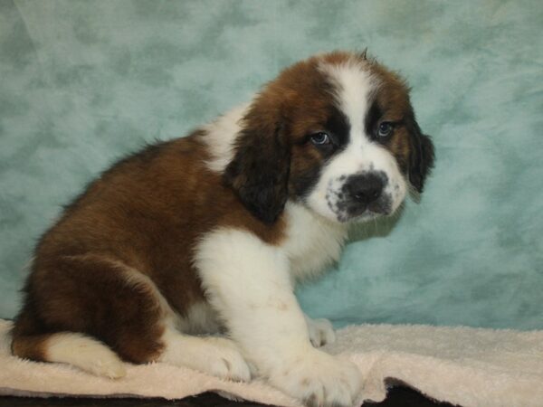 Saint Bernard Dog Male Sable / White 20764 Petland Rome, Georgia