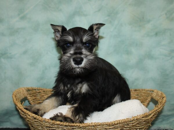 Miniature Schnauzer Dog Male Black and Silver 20775 Petland Rome, Georgia