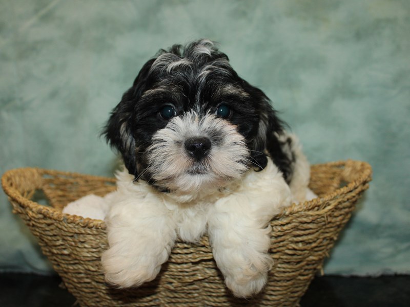 Teddy Bear-Male-Black and White-3967635-Petland Rome