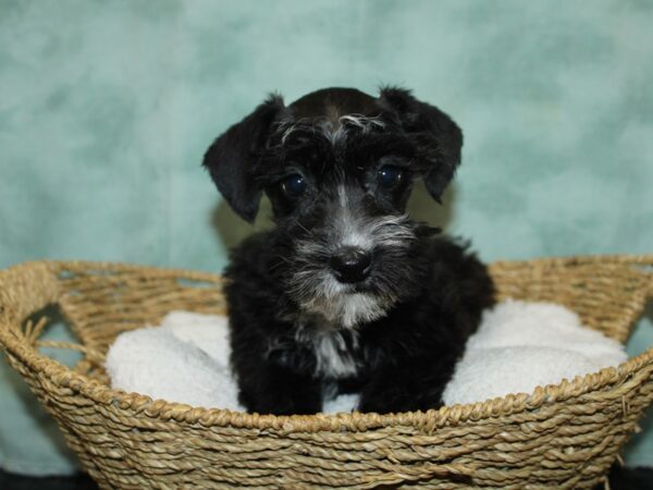 Schnoodle-DOG-Female-Black-9652-Petland Rome, Georgia