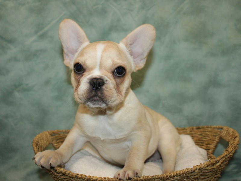 French Bulldog Puppy Cream ID:20774 Located at Petland Rome, Georgia
