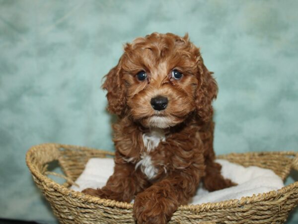 Cavapoo Dog Female Red 9655 Petland Rome, Georgia