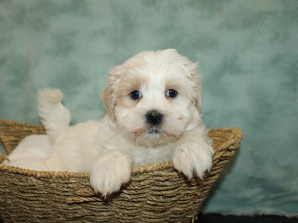 Marshmallow-Dog-Male-Cream / White-9657-Petland Rome, Georgia