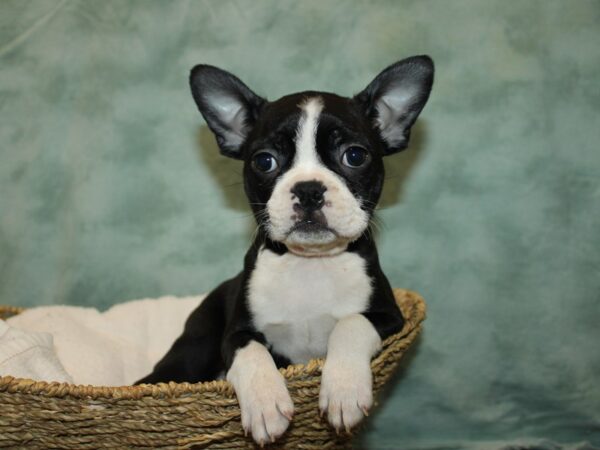 Boston Terrier DOG Female black and white 9658 Petland Rome, Georgia