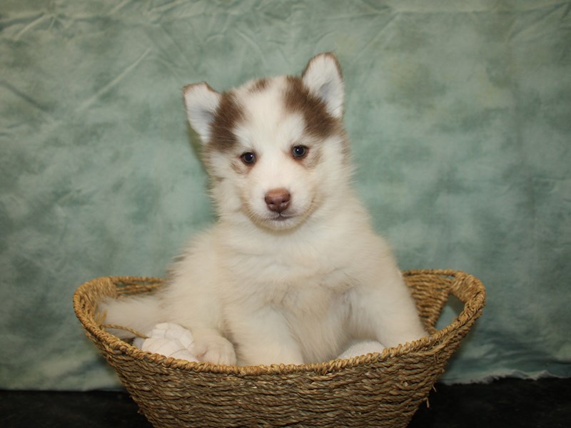 Huskimo-Male-Red / White-3970137-Petland Rome