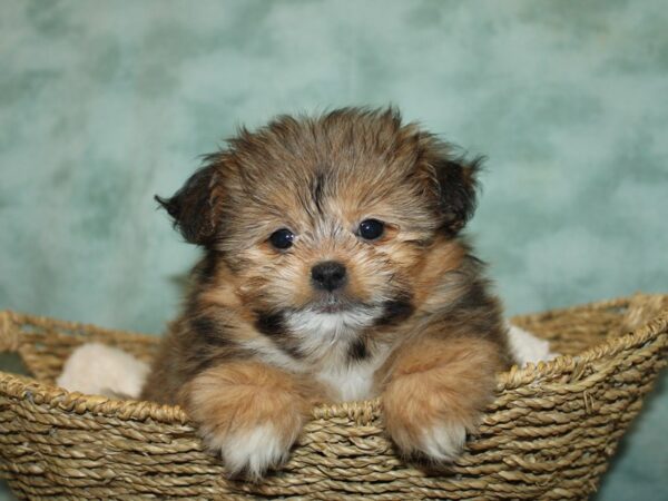 Shihpom Dog Female Brown 20782 Petland Rome, Georgia