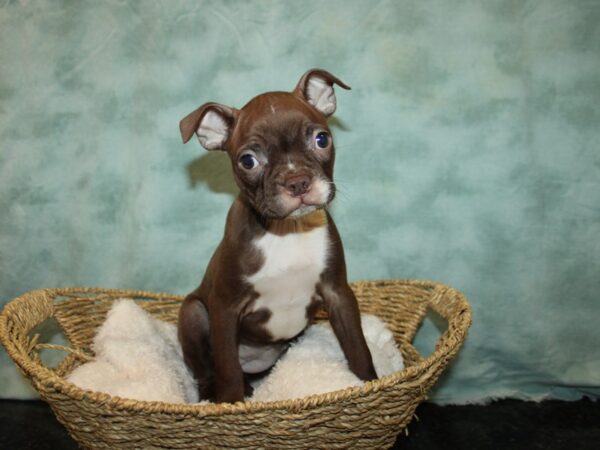 Boston Terrier Dog Female Red 20787 Petland Rome, Georgia