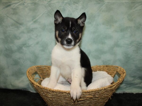 Shiba Inu Dog Male Black and Tan 20776 Petland Rome, Georgia