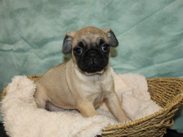 Pug-Dog-Female-Fawn-20795-Petland Rome, Georgia